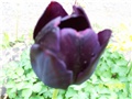 Tulipani
